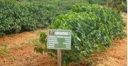 Fazenda de Café Toda Montada 1.460 hectares | Piumhi – MG