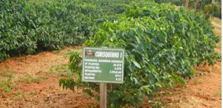 Fazenda de Café Toda Montada 1.460 hectares | Piumhi – MG