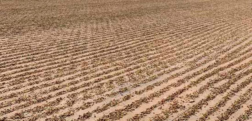 Fazenda de Café Toda Montada 1.460 hectares | Piumhi – MG