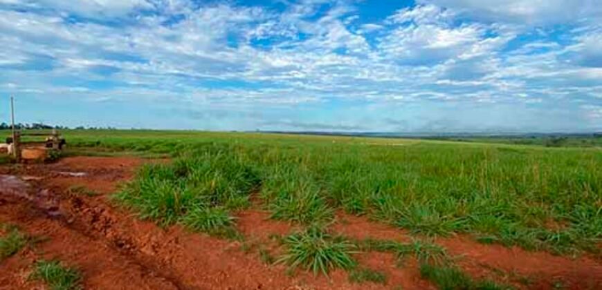 Fazenda com 2.200 hectares pronta para Pasto e lavoura | Guarantã do Norte/ MT