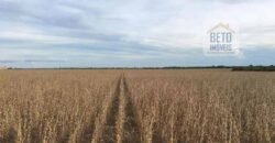 Fazenda c/ benfeitorias 1.360 alqueires sede c/ 3 Quartos e 1 suíte | Cocalinho – MT Fazenda c/ benfeitorias 1.360 alqueires sede c/ 3 Quartos e 1 suíte | Cocalinho – MT