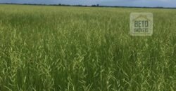 Fazenda c/ benfeitorias 1.360 alqueires sede c/ 3 Quartos e 1 suíte | Cocalinho – MT Fazenda c/ benfeitorias 1.360 alqueires sede c/ 3 Quartos e 1 suíte | Cocalinho – MT