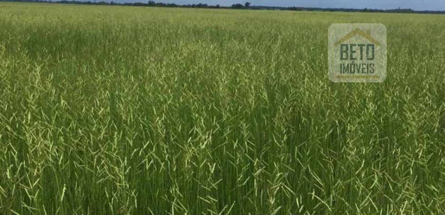 Fazenda c/ benfeitorias 1.360 alqueires sede c/ 3 Quartos e 1 suíte | Cocalinho – MT Fazenda c/ benfeitorias 1.360 alqueires sede c/ 3 Quartos e 1 suíte | Cocalinho – MT