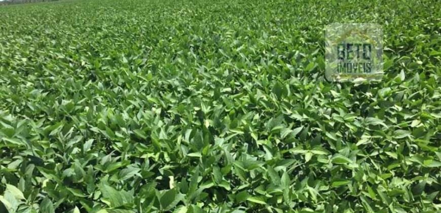 Fazenda c/ benfeitorias 1.360 alqueires sede c/ 3 Quartos e 1 suíte | Cocalinho – MT Fazenda c/ benfeitorias 1.360 alqueires sede c/ 3 Quartos e 1 suíte | Cocalinho – MT