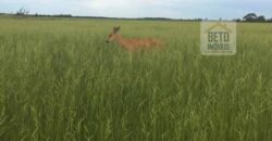 Fazenda c/ benfeitorias 1.360 alqueires sede c/ 3 Quartos e 1 suíte | Cocalinho – MT Fazenda c/ benfeitorias 1.360 alqueires sede c/ 3 Quartos e 1 suíte | Cocalinho – MT