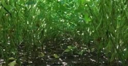 Fazenda c/ benfeitorias 1.360 alqueires sede c/ 3 Quartos e 1 suíte | Cocalinho – MT Fazenda c/ benfeitorias 1.360 alqueires sede c/ 3 Quartos e 1 suíte | Cocalinho – MT