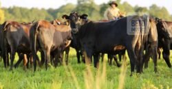 Excelente Fazenda em atividade dupla aptidão gado e lavoura | São Miguel do Araguaia/ GO