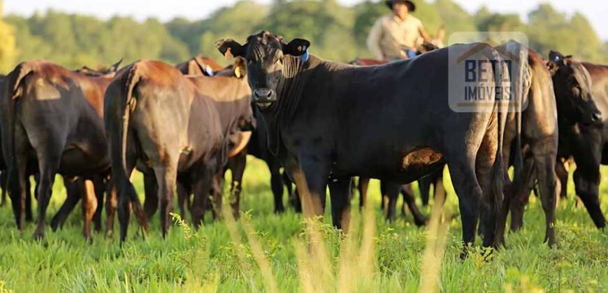 Excelente Fazenda em atividade dupla aptidão gado e lavoura | São Miguel do Araguaia/ GO