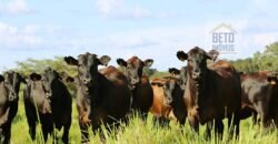 Excelente Fazenda em atividade dupla aptidão gado e lavoura | São Miguel do Araguaia/ GO