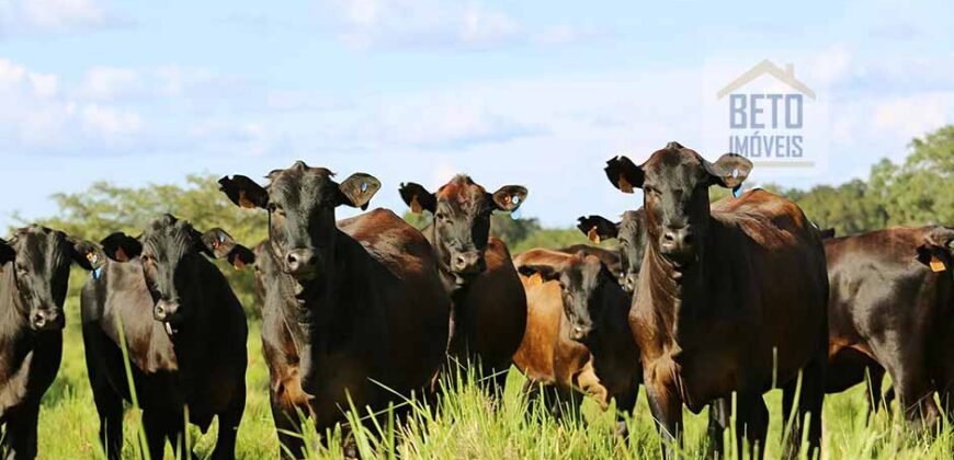Excelente Fazenda em atividade dupla aptidão gado e lavoura | São Miguel do Araguaia/ GO
