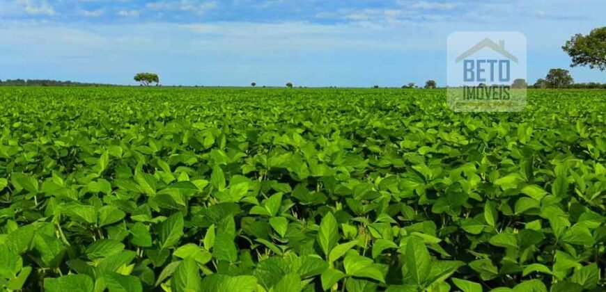 Excelente Fazenda em atividade dupla aptidão gado e lavoura | São Miguel do Araguaia/ GO