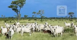 Excelente Fazenda em atividade dupla aptidão gado e lavoura | São Miguel do Araguaia/ GO