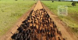 Excelente Fazenda em atividade dupla aptidão gado e lavoura | São Miguel do Araguaia/ GO