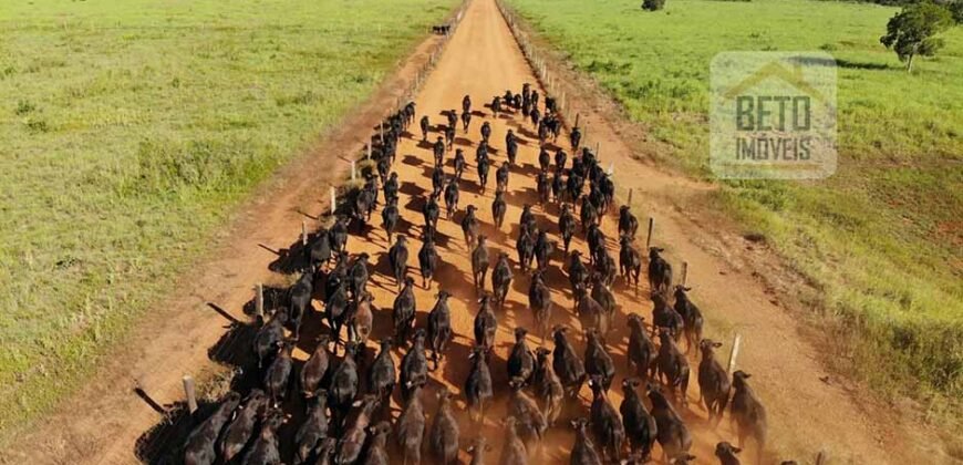 Excelente Fazenda em atividade dupla aptidão gado e lavoura | São Miguel do Araguaia/ GO