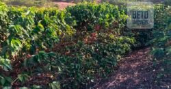 Fazenda de Café estrutura completa e 348 hectares | Região Manhuaçu/ MG
