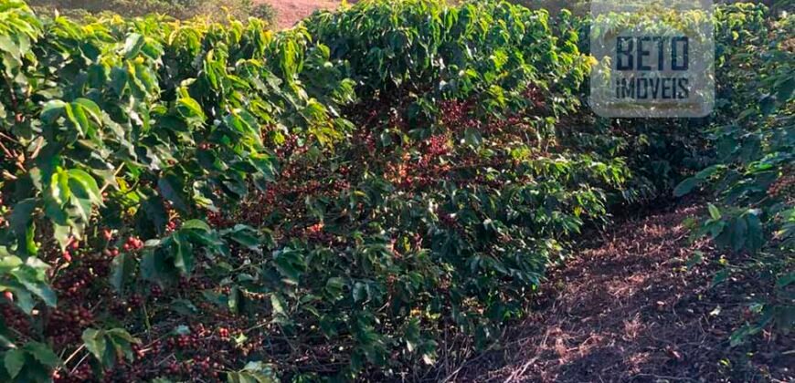 Fazenda de Café estrutura completa e 348 hectares | Região Manhuaçu/ MG