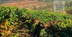 Fazenda de Café estrutura completa e 348 hectares | Região Manhuaçu/ MG