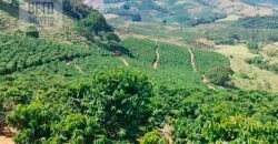 Fazenda Lavoura de Café com 78 hectares e área de pasto | Caputira/ MG