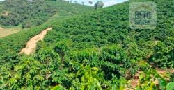 Fazenda Lavoura de Café com 78 hectares e área de pasto | Caputira/ MG