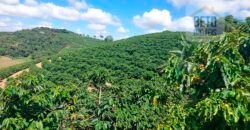 Fazenda Lavoura de Café com 78 hectares e área de pasto | Caputira/ MG