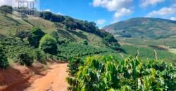 Fazenda Lavoura de Café com 78 hectares e área de pasto | Caputira/ MG