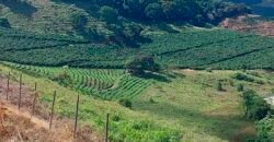 Fazenda Lavoura de Café com 78 hectares e área de pasto | Caputira/ MG