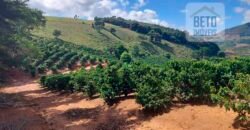 Fazenda Lavoura de Café com 78 hectares e área de pasto | Caputira/ MG