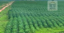 Excelente Fazenda com pista de pouso e 17.125 hectares | Araguaína/ TO