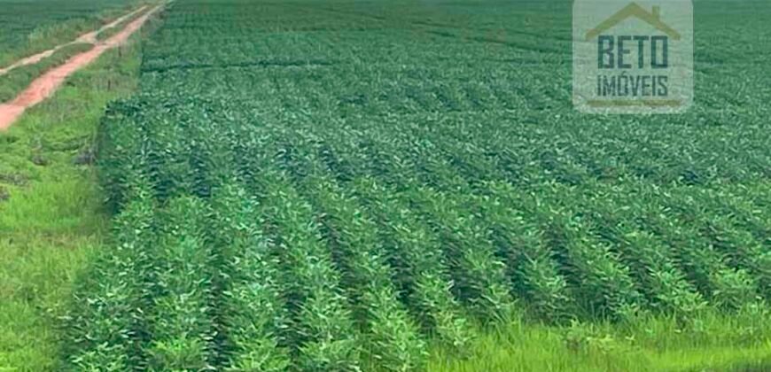 Excelente Fazenda com pista de pouso e 17.125 hectares | Araguaína/ TO