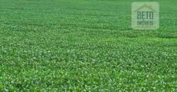 Excelente Fazenda com pista de pouso e 17.125 hectares | Araguaína/ TO