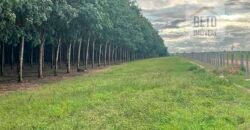 Excelente Fazenda com pista de pouso e 17.125 hectares | Araguaína/ TO