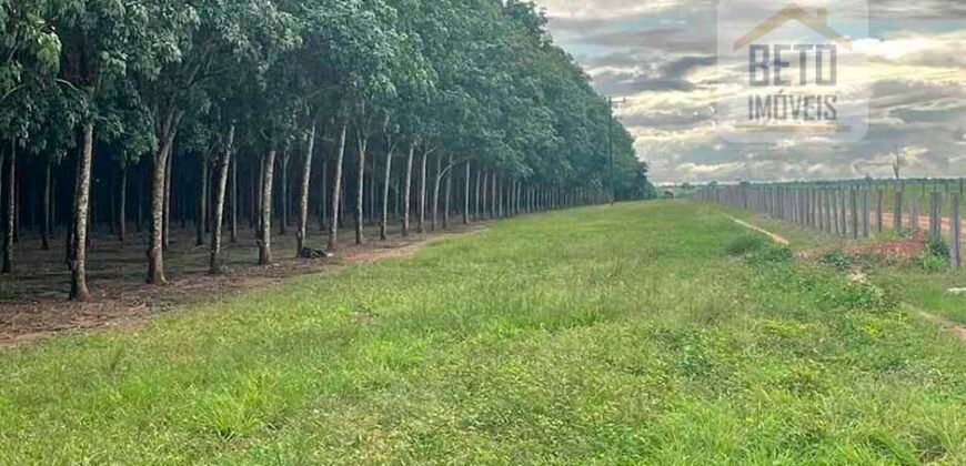 Excelente Fazenda com pista de pouso e 17.125 hectares | Araguaína/ TO
