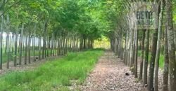 Excelente Fazenda com pista de pouso e 17.125 hectares | Araguaína/ TO