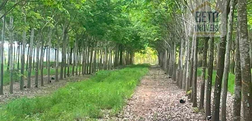 Excelente Fazenda com pista de pouso e 17.125 hectares | Araguaína/ TO