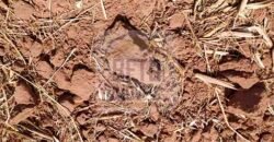 Fazenda Dupla Aptidão com 2.318 alqueires Pecuária e Agricultura | Vale do Araguaia/ TO