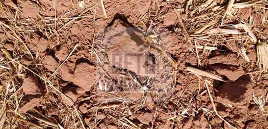 Fazenda Dupla Aptidão com 2.318 alqueires Pecuária e Agricultura | Vale do Araguaia/ TO