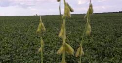 Fazenda Dupla Aptidão com 2.318 alqueires Pecuária e Agricultura | Vale do Araguaia/ TO