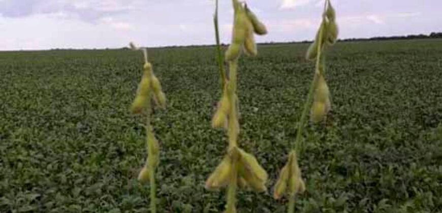 Fazenda Dupla Aptidão com 2.318 alqueires Pecuária e Agricultura | Vale do Araguaia/ TO