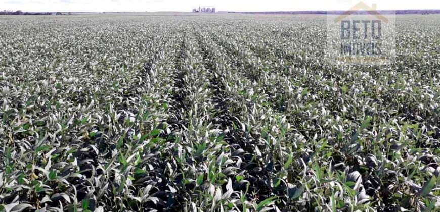 Fazenda Dupla Aptidão com 2.318 alqueires Pecuária e Agricultura | Vale do Araguaia/ TO