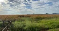 Fazenda com 2.200 hectares pronta para Pasto e lavoura | Guarantã do Norte/ MT