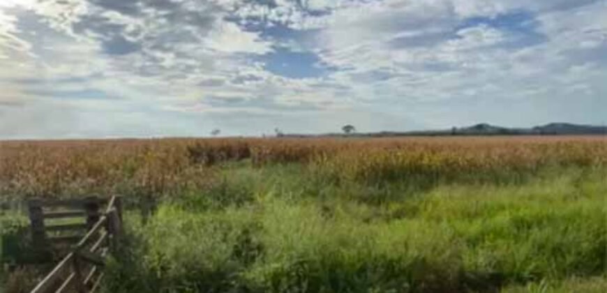 Fazenda com 2.200 hectares pronta para Pasto e lavoura | Guarantã do Norte/ MT