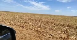 Fazenda Dupla Aptidão com 2.318 alqueires Pecuária e Agricultura | Vale do Araguaia/ TO