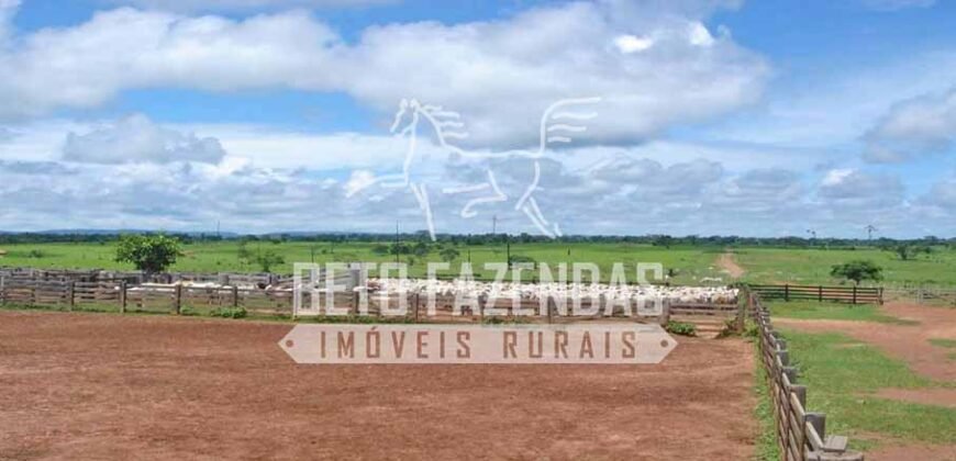 Fazenda c/ Rebanho 25mil cabeças de gado, avião e pista de pouso | Rondolândia/ MT Fazenda c/ Rebanho 25mil cabeças de gado, avião e pista de pouso | Rondolândia/ MT