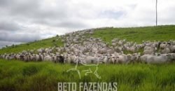 Fazenda à Venda Completíssima 149.166 hectares 4 Pistas de Pouso | Rondolândia/ MT