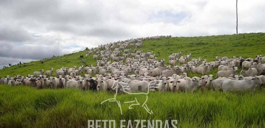 Fazenda à Venda Completíssima 149.166 hectares 4 Pistas de Pouso | Rondolândia/ MT
