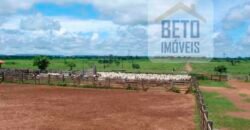 Fazenda c/ Rebanho 25mil cabeças de gado, avião e pista de pouso | Rondolândia/ MT Fazenda c/ Rebanho 25mil cabeças de gado, avião e pista de pouso | Rondolândia/ MT