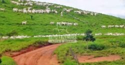 Fazenda c/ Rebanho 25mil cabeças de gado, avião e pista de pouso | Rondolândia/ MT Fazenda c/ Rebanho 25mil cabeças de gado, avião e pista de pouso | Rondolândia/ MT
