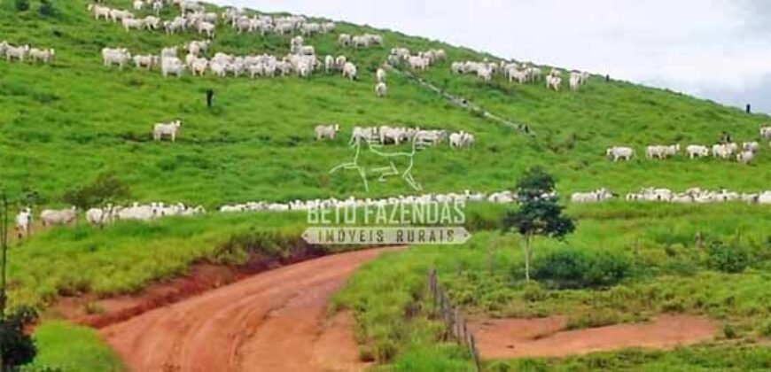 Fazenda c/ Rebanho 25mil cabeças de gado, avião e pista de pouso | Rondolândia/ MT Fazenda c/ Rebanho 25mil cabeças de gado, avião e pista de pouso | Rondolândia/ MT