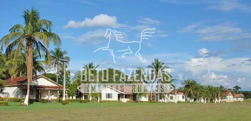 Fazenda c/ Rebanho 25mil cabeças de gado, avião e pista de pouso | Rondolândia/ MT Fazenda c/ Rebanho 25mil cabeças de gado, avião e pista de pouso | Rondolândia/ MT