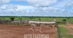 Fazenda à Venda Completíssima 149.166 hectares 4 Pistas de Pouso | Rondolândia/ MT